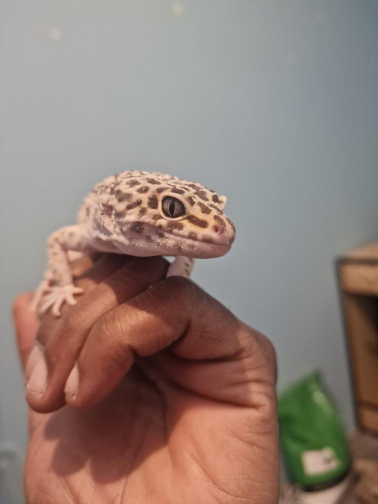 Kweekman black night luipaard gekko te koop Leopard Gecko - male for sale from Samyra