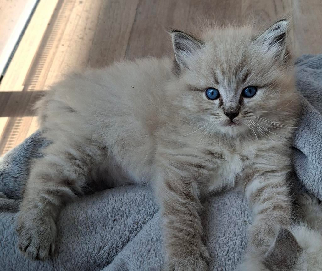 Prachtige, super lieve ragdoll kittens met stamboom, Dieren en Toebehoren, Meerdere dieren, Met stamboom, 0 tot 2 jaar