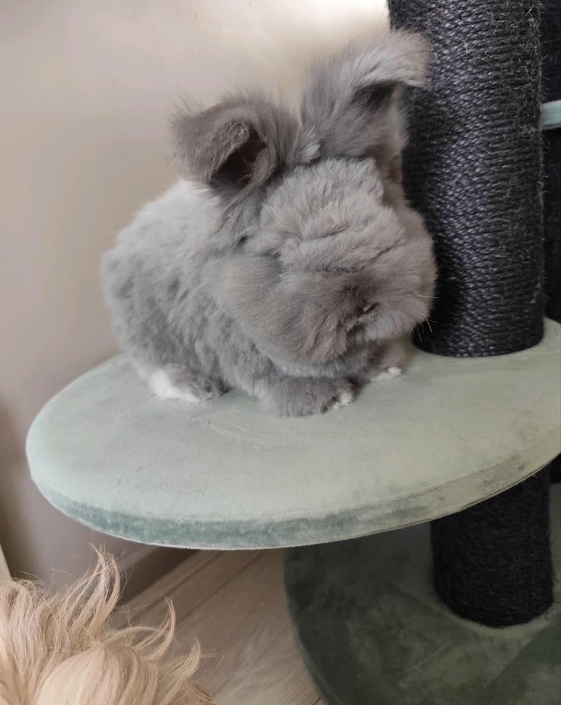 Blauw marter Engels Angora rammetje, Mannelijk, Dwerg