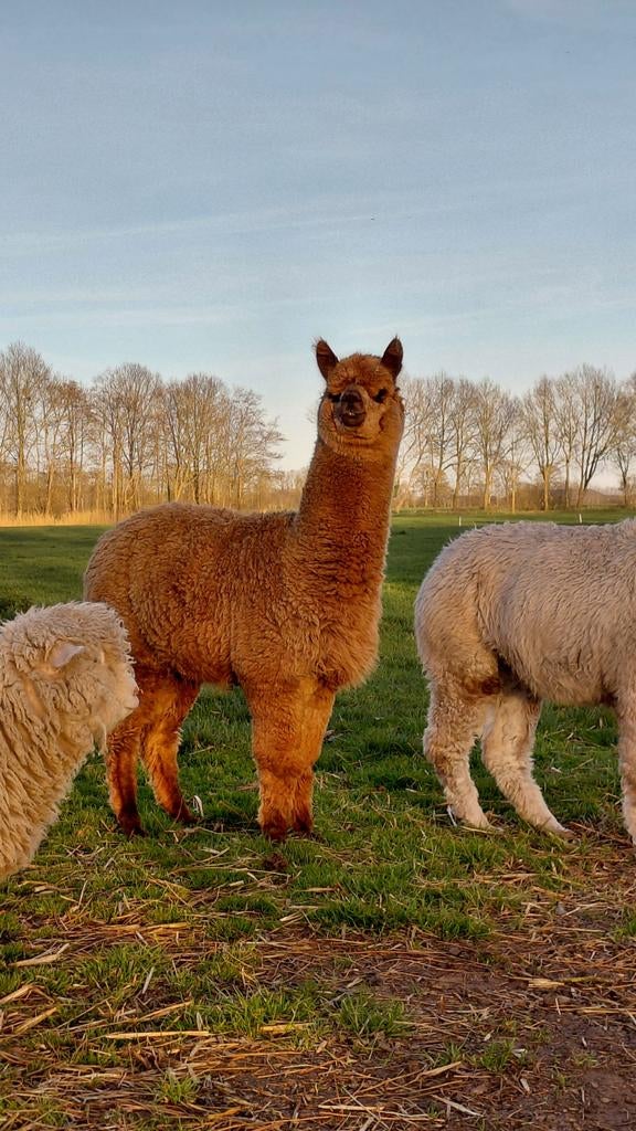 Knappe alpaca hengst, Mei, Mannelijk