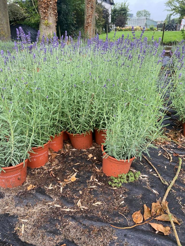 Bossige Winterharde Lavendel hidcote in20cmpot paars €1, Tuin en Terras, Planten | Tuinplanten, Volle zon, Vaste plant, Zomer