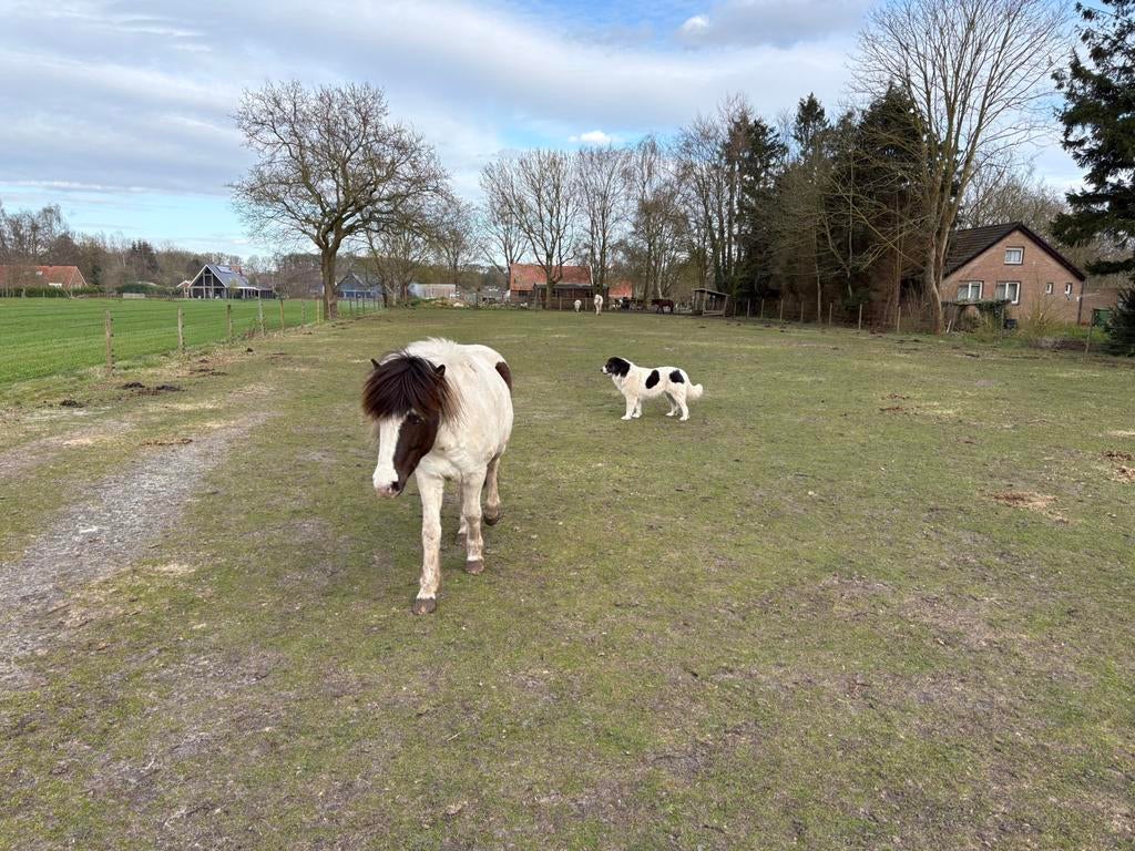 Plekje vrij voor opfok – IJslanders, Dieren en Toebehoren, Opfok, 2 of 3 paarden of pony's