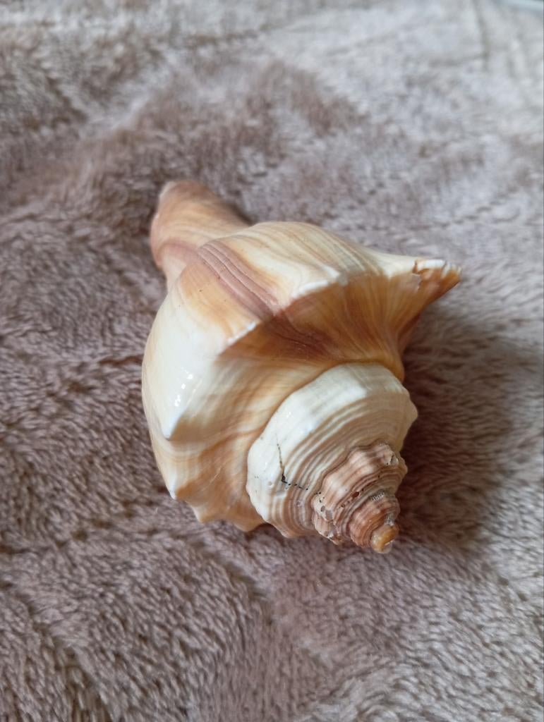 Melongenidae Schelp - Decoratieve Zeeschelp, Ophalen of Verzenden