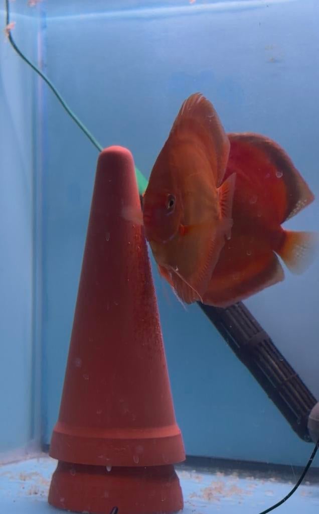 Red Cover Blue Rim koppel Discus, Dieren en Toebehoren, Vis