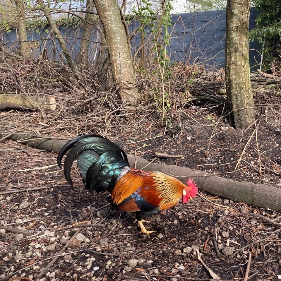 Haan gratis ophalen (niet voor consumptie), Mannelijk, Kip
