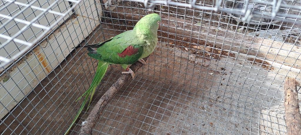 Grote Alexanderparkieten, Vrouwelijk, Parkiet, Geringd