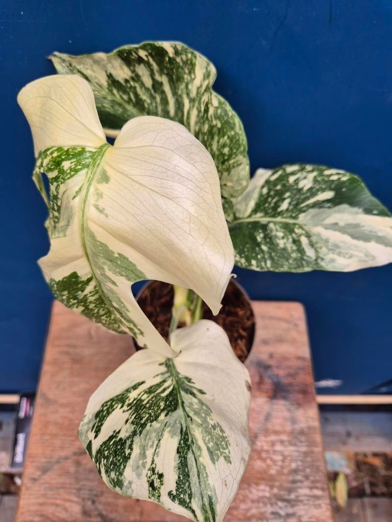 Monstera Thai Constellation p13 (35)