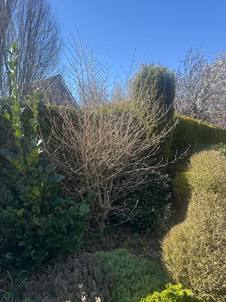 Grote struik met knoppen - klaar voor de lente, Tuin en Terras, Planten | Tuinplanten, Volle zon, Vaste plant, Lente, Ophalen