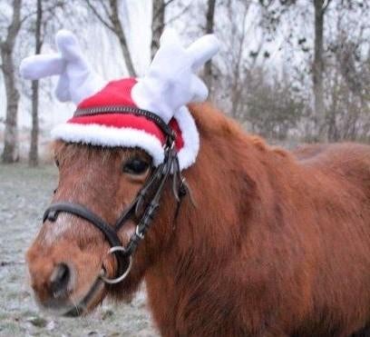 Kerst oornetje maat cob, Ophalen of Verzenden, Overige soorten