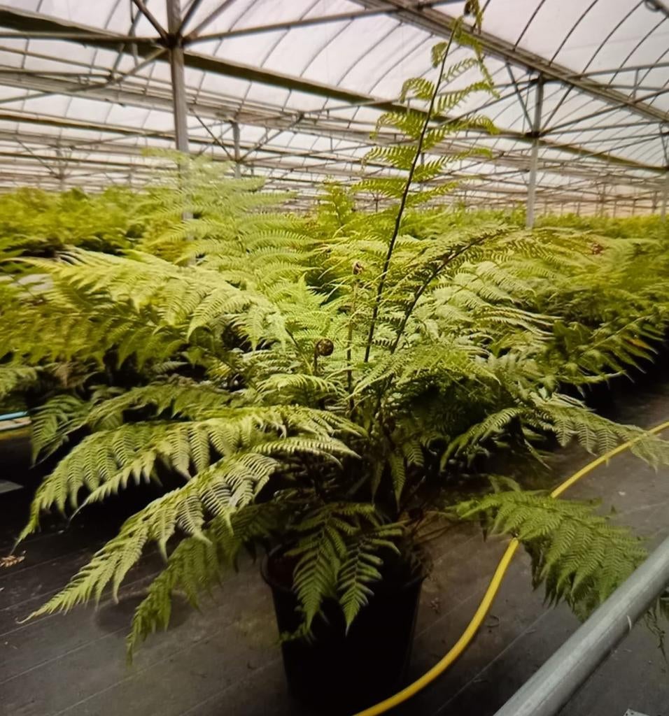 Boomvaren dicksonia antarctica boomvarens, Ophalen of Verzenden, Vaste plant, Overige soorten, Halfschaduw