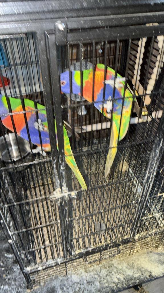 Lori van blauwbergen, Dieren en Toebehoren, Mannelijk, Papegaai