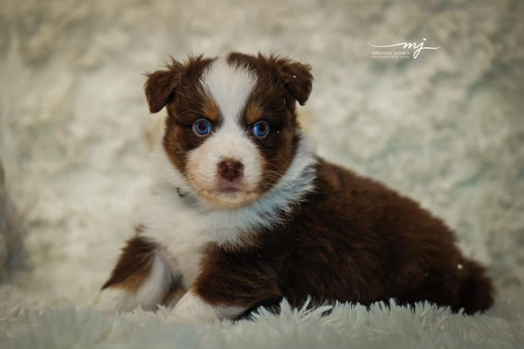 Australian Shepherd pups, Dieren en Toebehoren, Honden | Herdershonden en Veedrijvers, Fokker | Hobbymatig, 15 weken tot 1 jaar