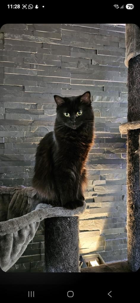 Ragdoll kittens (solid en mink), Meerdere dieren, Gechipt, 0 tot 2 jaar