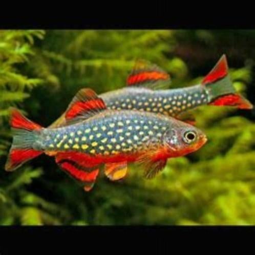 Rasbora galaxy, Dieren en Toebehoren, Vissen | Aquariumvissen, Vis, Zoetwatervis, Schoolvis