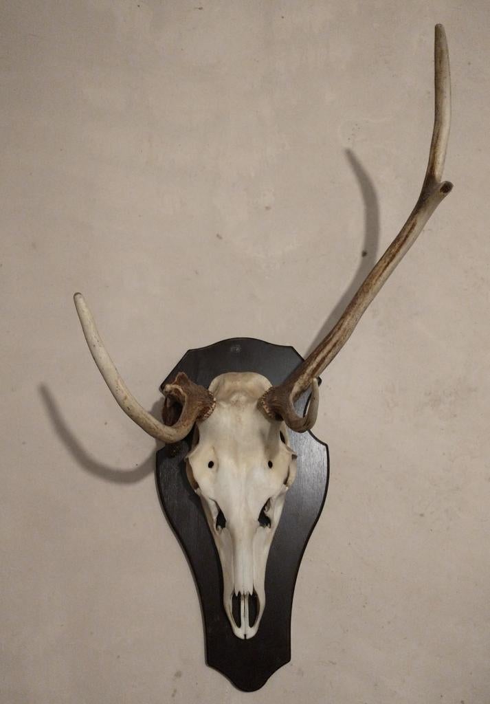 Abnormaal edelhert gewei schedel op schild pendelbok, Ophalen, Hert, Schedel