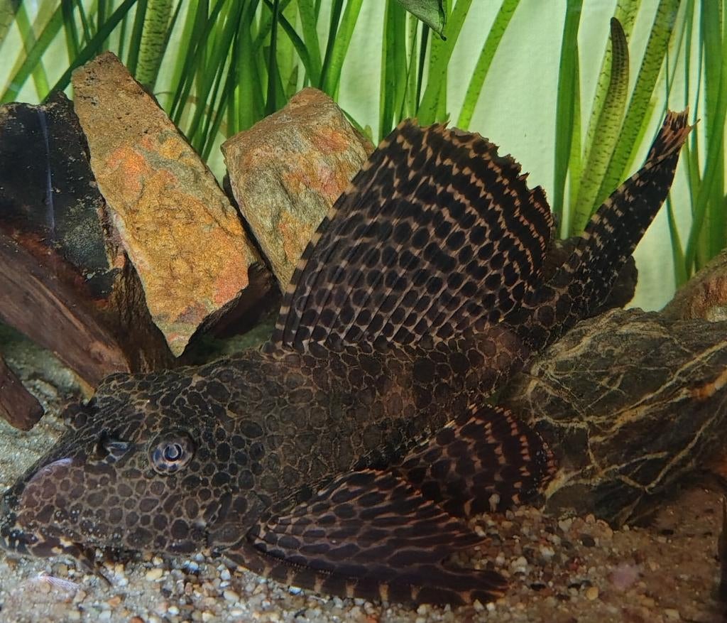 Grote pleco, Vis, Zoetwatervis