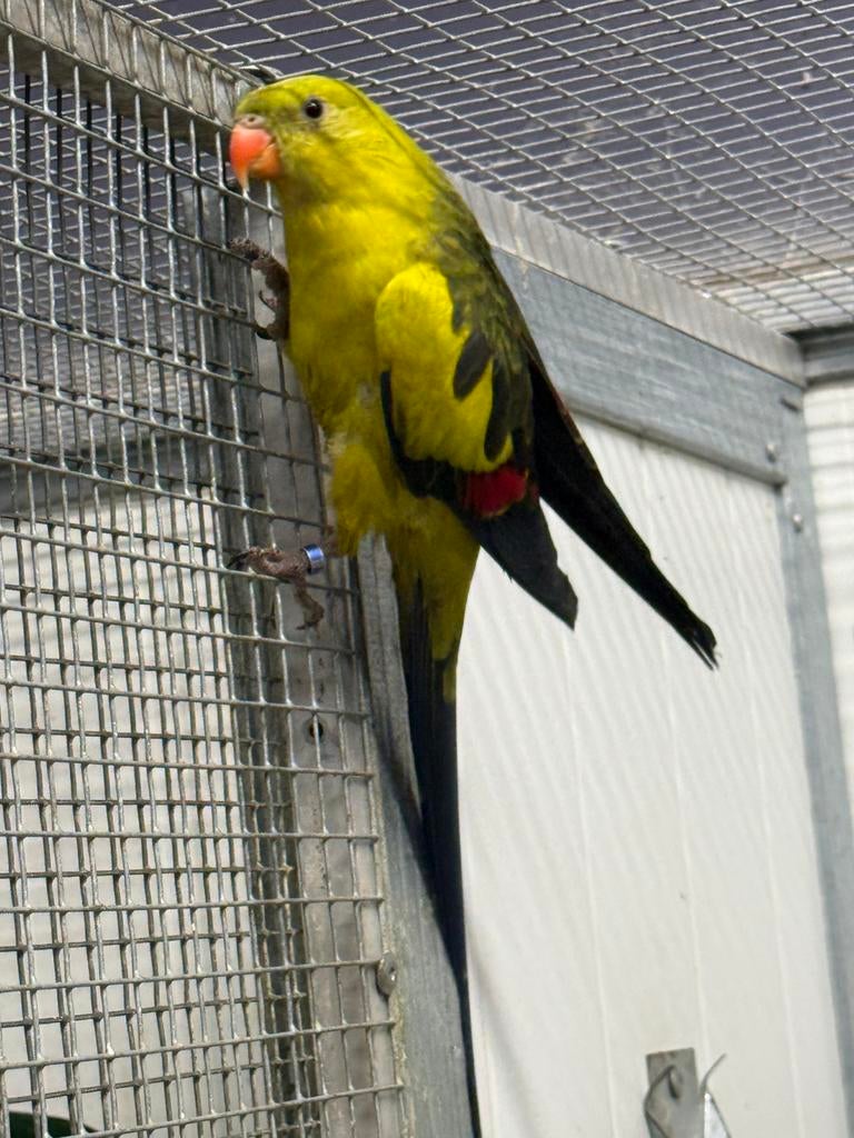 Koppel bergparkieten, Dieren en Toebehoren, Vogels | Parkieten en Papegaaien, Meerdere dieren, Parkiet