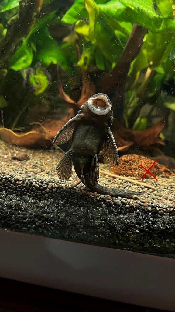 Algeneter ~10cm, Dieren en Toebehoren, Vissen | Aquariumvissen, Vis