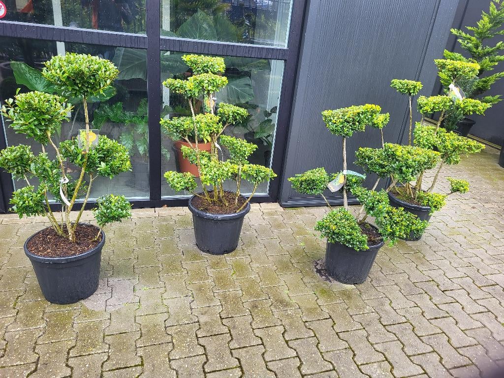 Ilex crenata green hegge bonsai, Halfschaduw, Overige soorten, Minder dan 100 cm, Zomer