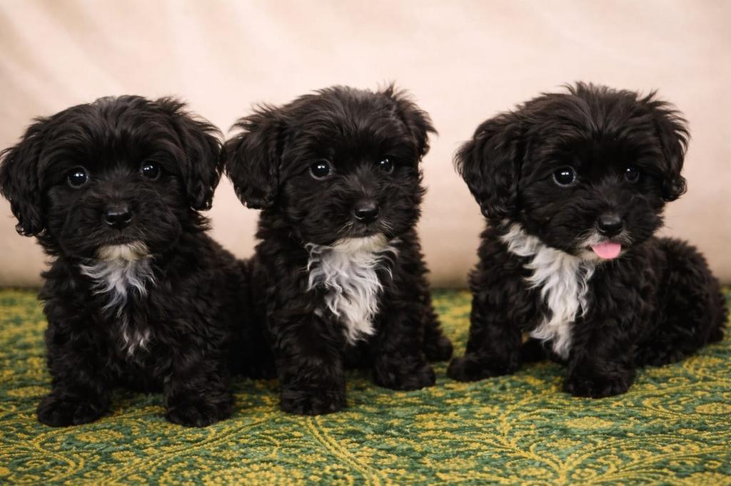 Maltipoo pups LAATSTE PUPS UIT HET NEST, Parvo, Overige rassen, 8 tot 15 weken, Meerdere