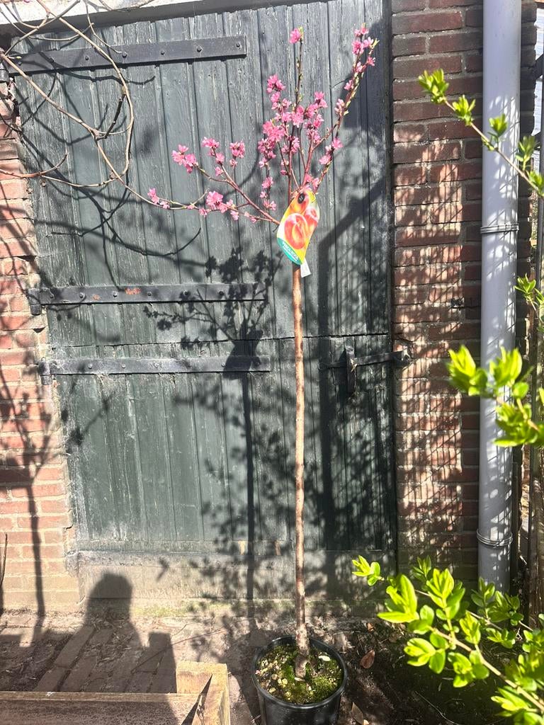 Diverse halfstam fruitbomen.  5 voor €100, Tuin en Terras, Planten | Fruitbomen, Ophalen of Verzenden