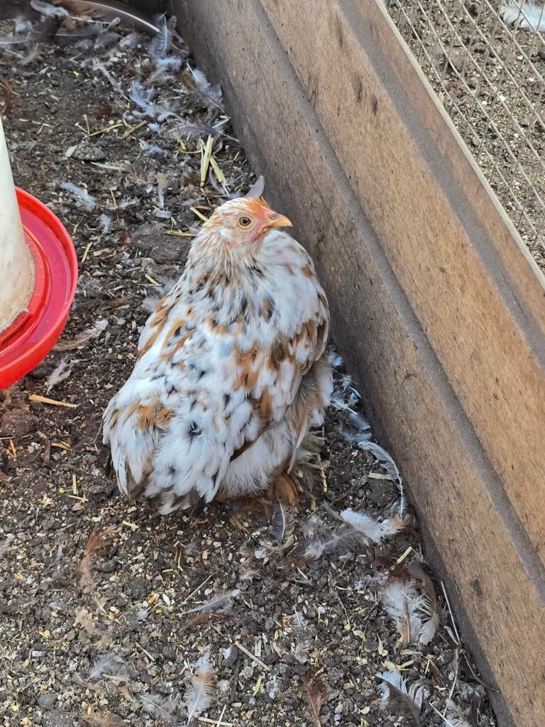 Jonge Cochin kriel Hennen, verschillende kleurtjes!, Vrouwelijk, Kip