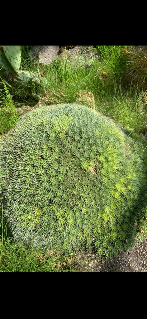 Te Koop plant, Tuin en Terras, Planten | Tuinplanten, Overige soorten, Volle zon, Vaste plant, Ophalen of Verzenden