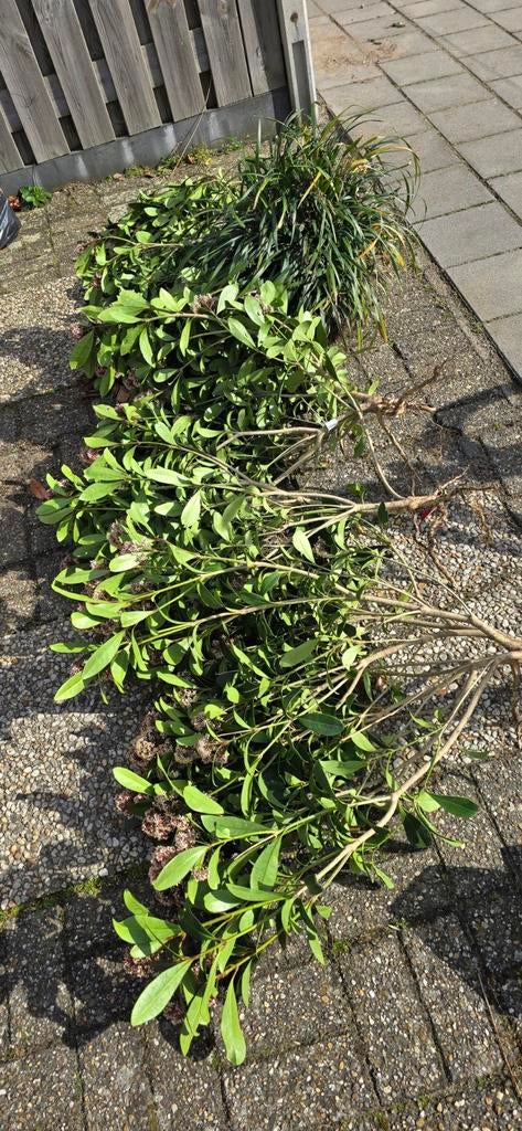 Skimmia Rubella planten, Ophalen, Overige soorten, Volle zon