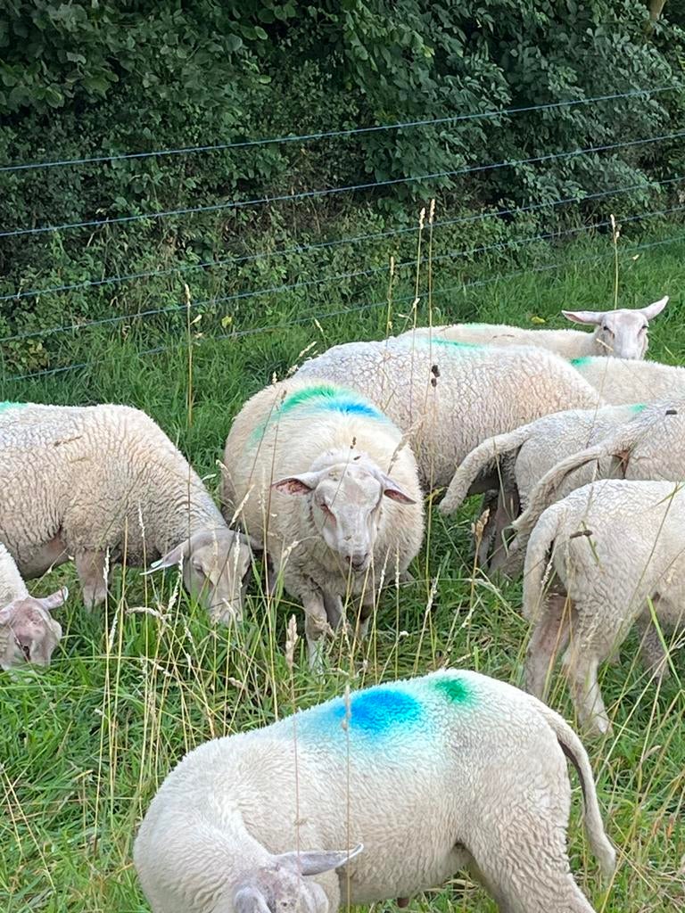 Ooien, Vrouwelijk, Schaap