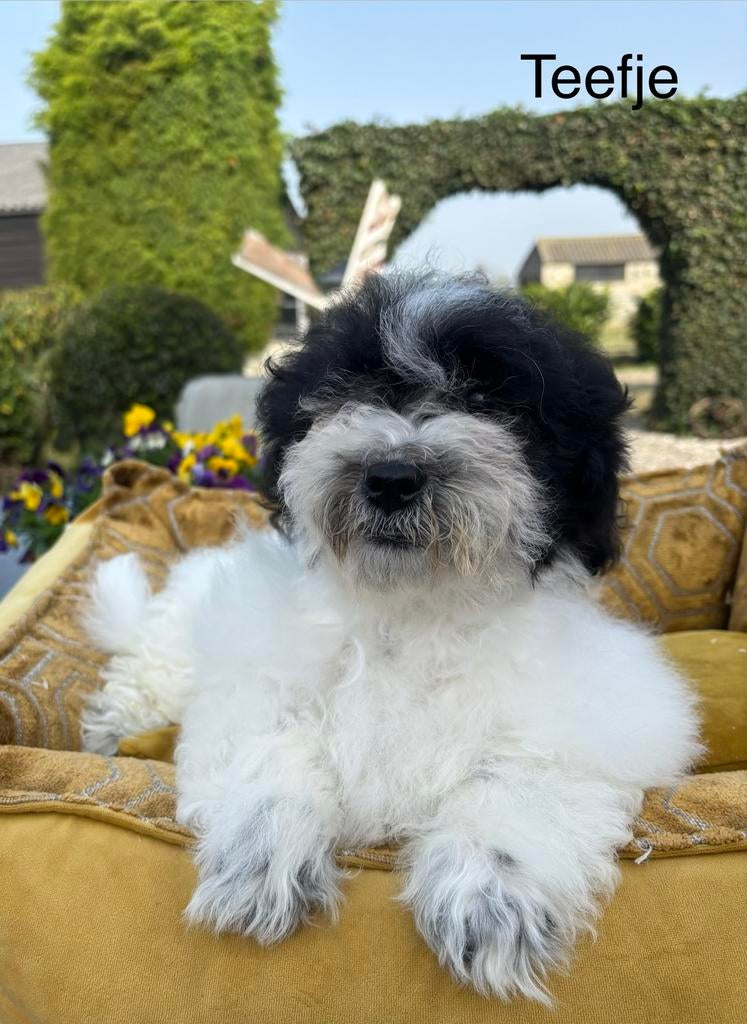 Labradoodle mini, Nederland, Overige rassen, 8 tot 15 weken, Meerdere