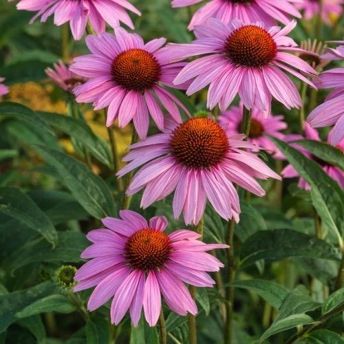 Zonnehoed Echinacea purpurea, Volle zon, Vaste plant, Zomer, Ophalen