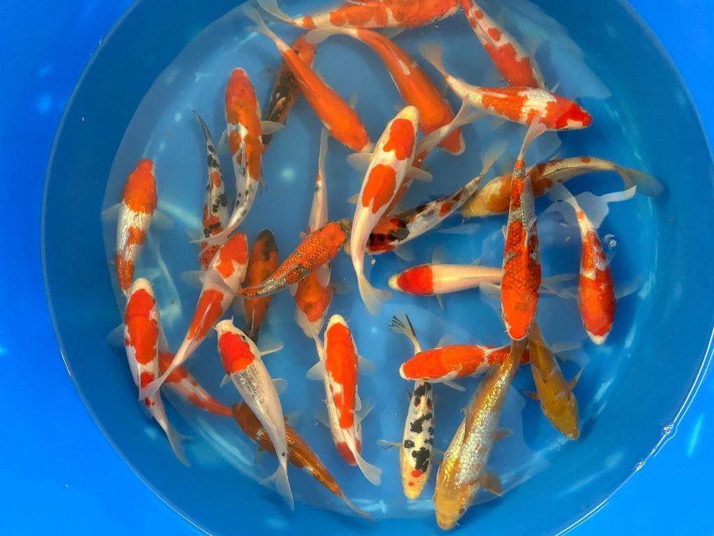 Conias 16/18cm Tosai, Karper of Koi