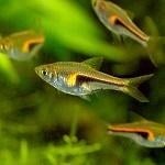 Hobbyaquarium Trigonostigma Hengeli, Dieren en Toebehoren, Vissen | Aquariumvissen, Zoetwatervis, Vis, Schoolvis