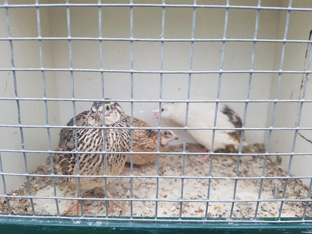 Japanse kwartels, Meerdere dieren