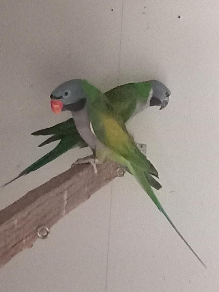 Derbyanparkieten, Meerdere dieren, Parkiet