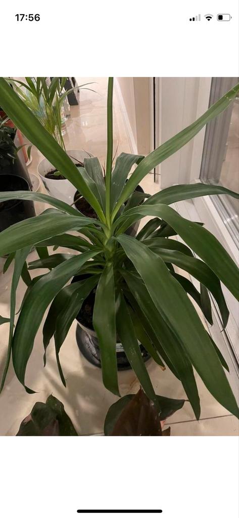 Yucca Elephantipes kamerplant in pot, Ophalen, Halfschaduw, In pot, Minder dan 100 cm