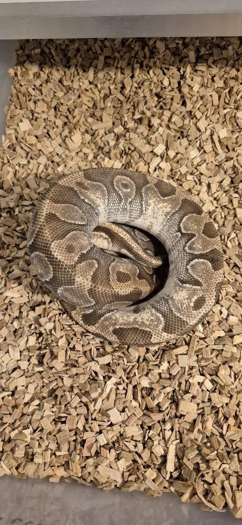 python regius, Dieren en Toebehoren, Slang, 3 tot 6 jaar