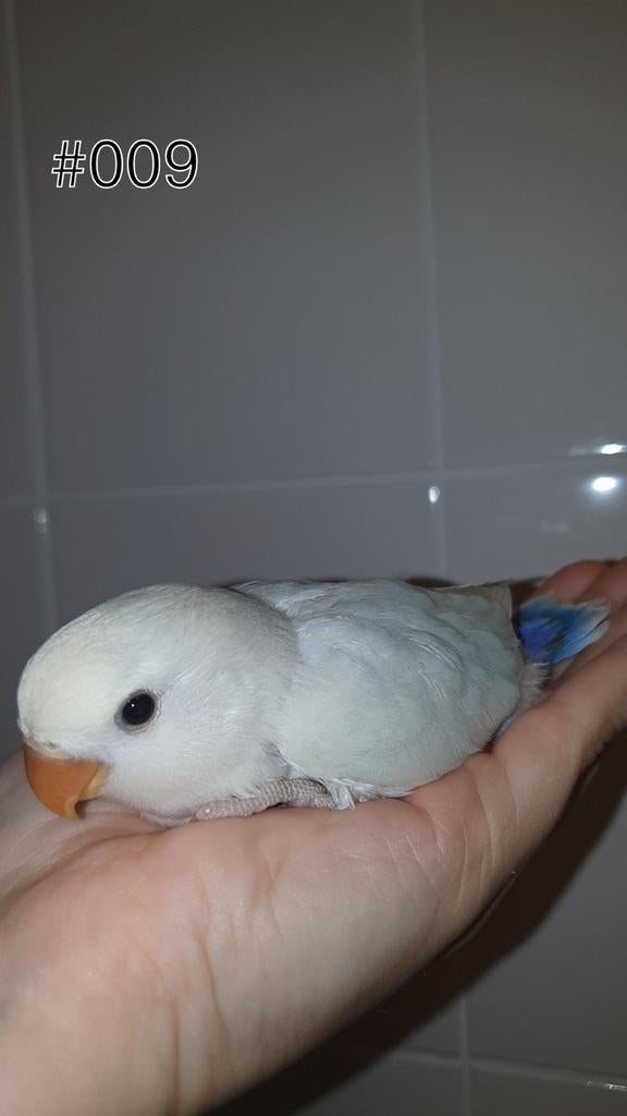 ♀️️Halftam agapornis roseicollis jong. zie beschrijving., Dieren en Toebehoren, Vogels | Parkieten en Papegaaien, Vrouwelijk, Dwergpapegaai of Agapornis