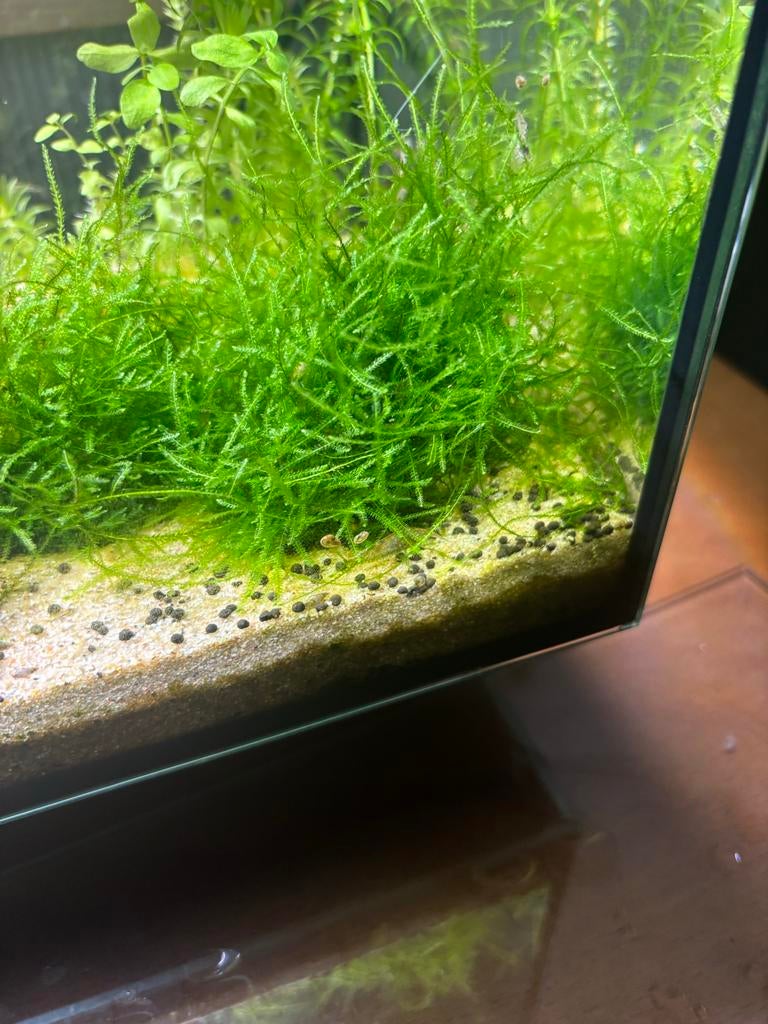 Aquarium mos, Ophalen, Plant(en), Steen of Hout