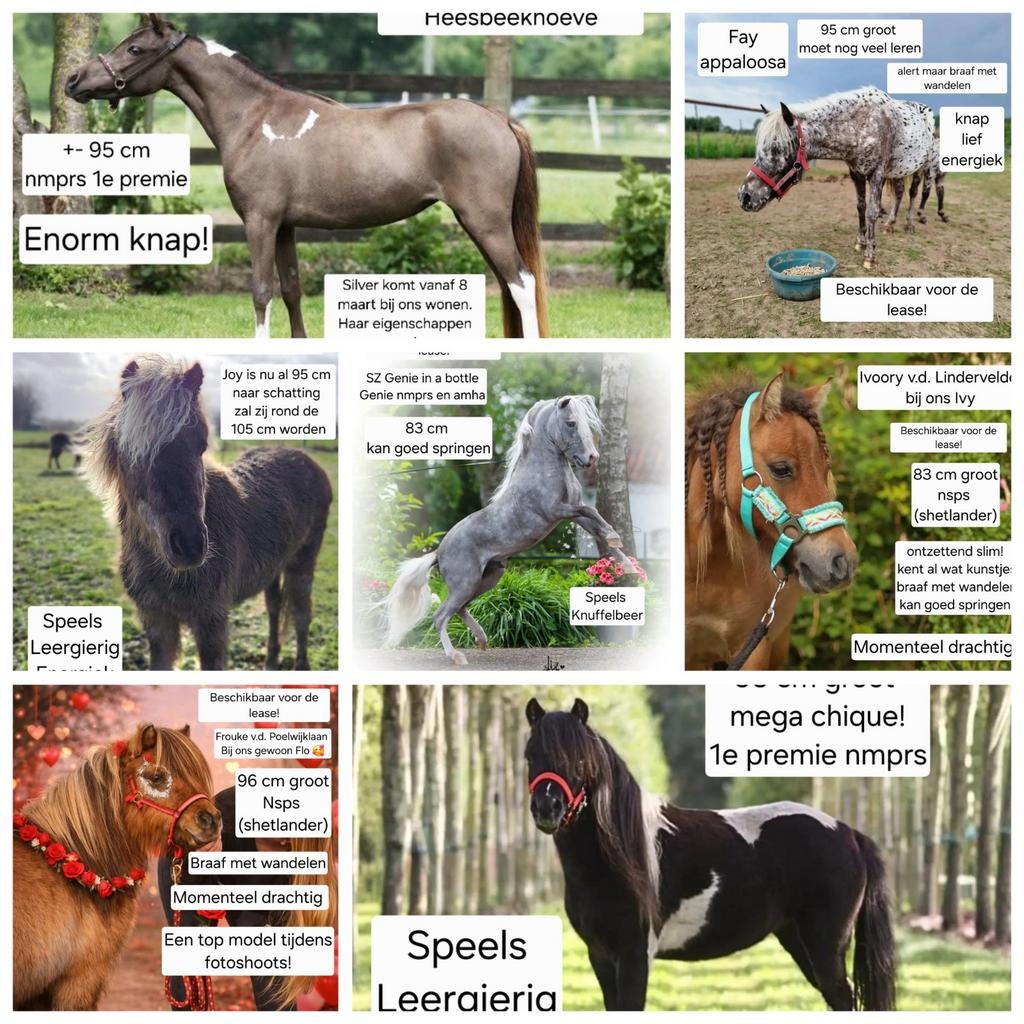 Verzorgsters of leasers gezocht voor de leukste pony’s Beers