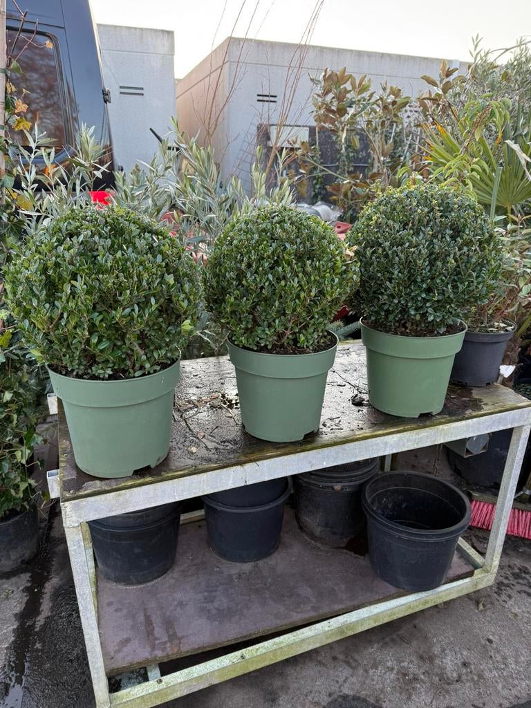 Ilex bollen van echte topkwaliteit machinaal rond geknipt, Vaste plant, Bloeit niet, Halfschaduw, Ophalen