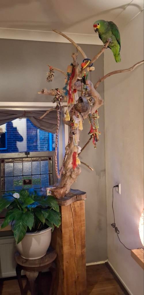 Java stok papegaaien javastok speelboom, Meerdere dieren, Papegaai