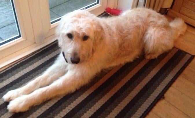 huisdieren oppas aan huis tijdens vakantie, Ophalen of Verzenden, Vee