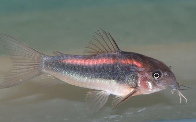 Corydoras (OSTEOGASTER) CW023, Vis, Zoetwatervis