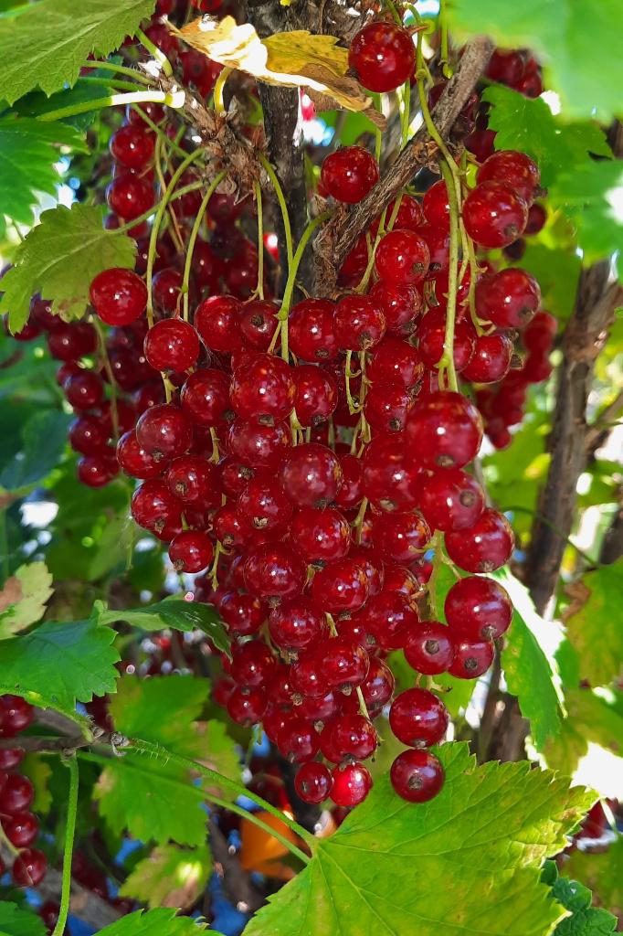 Rode bessenstruik - Aalbessenstekken uit volle grond, Vaste plant, Ophalen of Verzenden, Halfschaduw, Fruitplanten