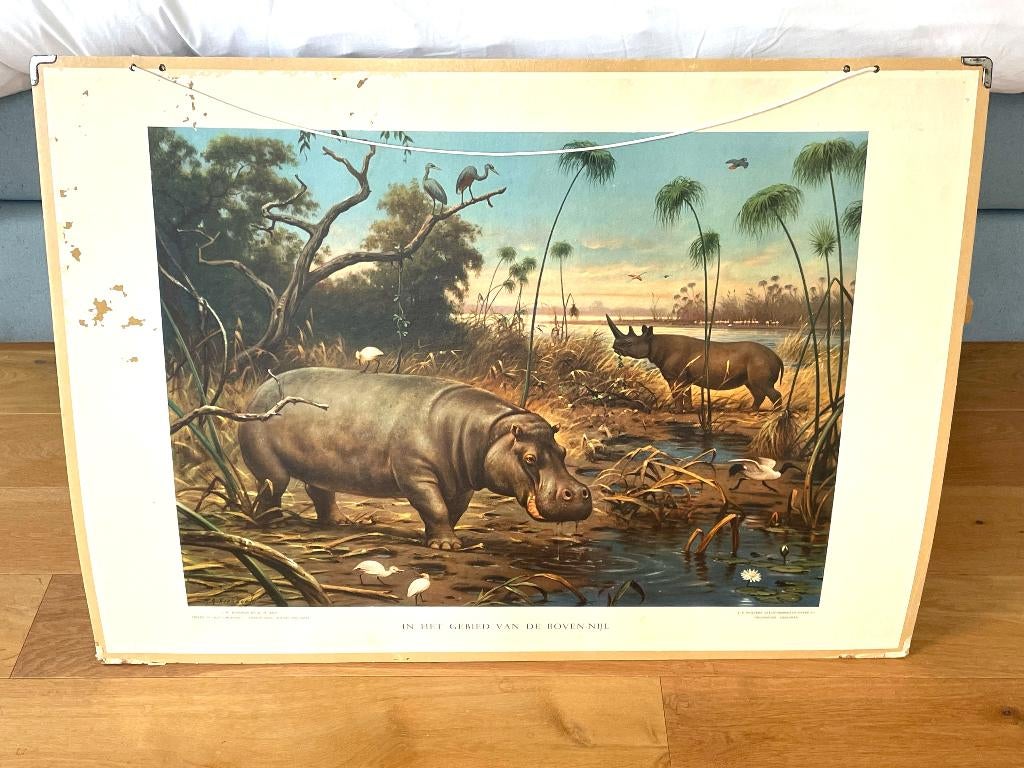 Oude schoolplaat Neushoorn In het gebied van de Boven Nijl, Antiek en Kunst, Ophalen