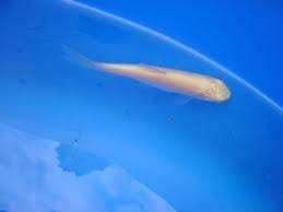 Beide paasdagen geopend albino graskarpers, Karper of Koi