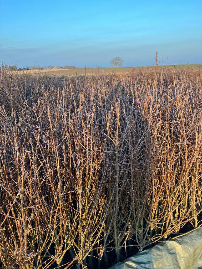 3 jarige Conference fruitbomen op onderstamte koop, Ophalen, Lente, Volle zon, Perenboom