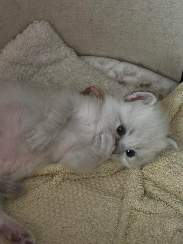 Ragdoll kittens meisjes, Dieren en Toebehoren, Meerdere dieren, Gechipt, 0 tot 2 jaar