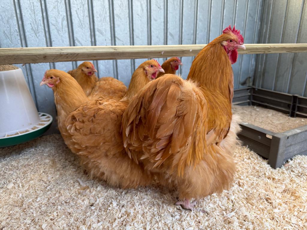 Jonge tamme Orpington kippen gesekst en ingeënt, Vrouwelijk, Kip